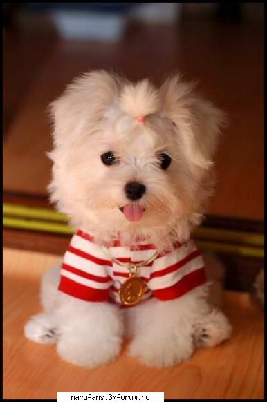 angel star album 19. Leader Akatsuki