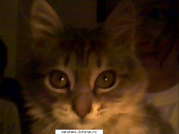 aveti aici poze,sau faceti o am un pisoi pe nume tanu.e o corcitura intre maine coon(rasa mea